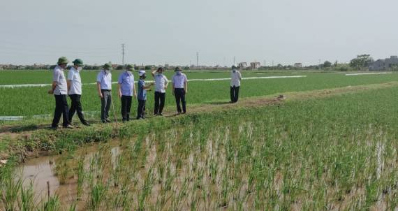 Thăm mô hình lúa nếp hạt cau hữu cơ tại HTX Đông Thiện