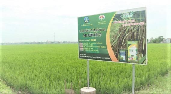 Kim Sơn hướng tới nhân rộng mô hình sản xuất lúa hữu cơ