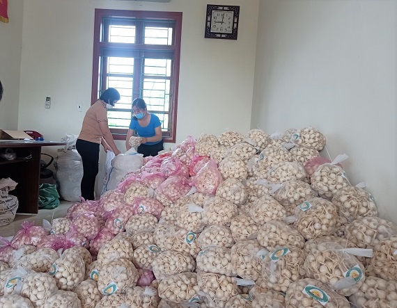 Hỗ trợ tiêu thụ tỏi cho nông dân huyện đảo Lý Sơn (tỉnh Quảng Ngãi)