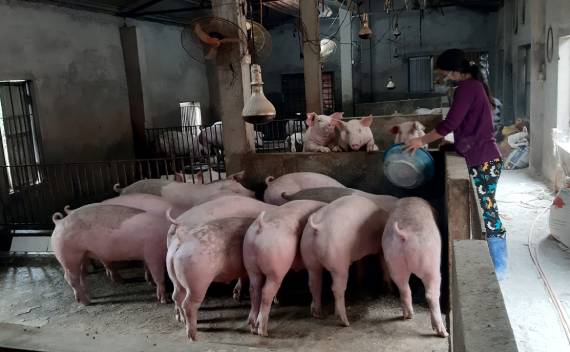 Tiêu hủy hơn 3.200 kg lợn mắc dịch tả lợn Châu Phi