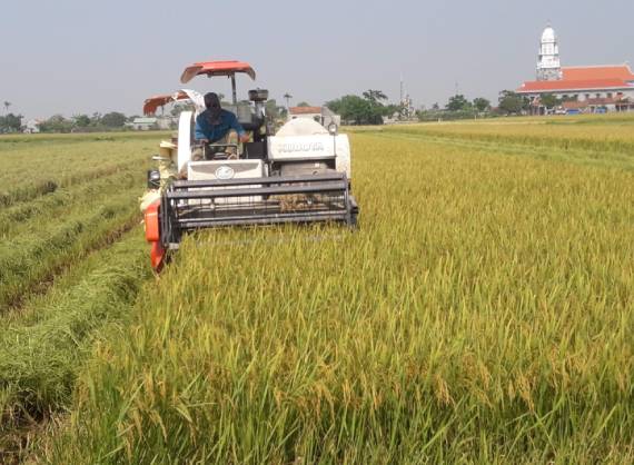 Kim Sơn cơ bản hoàn thành thu hoạch lúa xuân