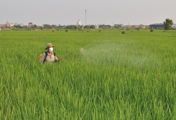 Kim Sơn tập trung phòng trừ sâu bệnh hại lúa mùa