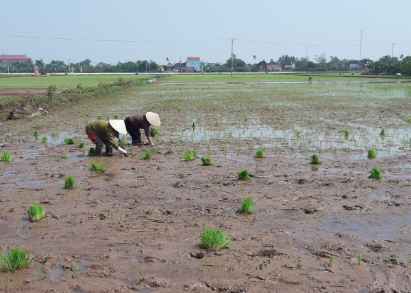 Nông dân Kim Sơn khẩn trương gieo cấy lúa xuân