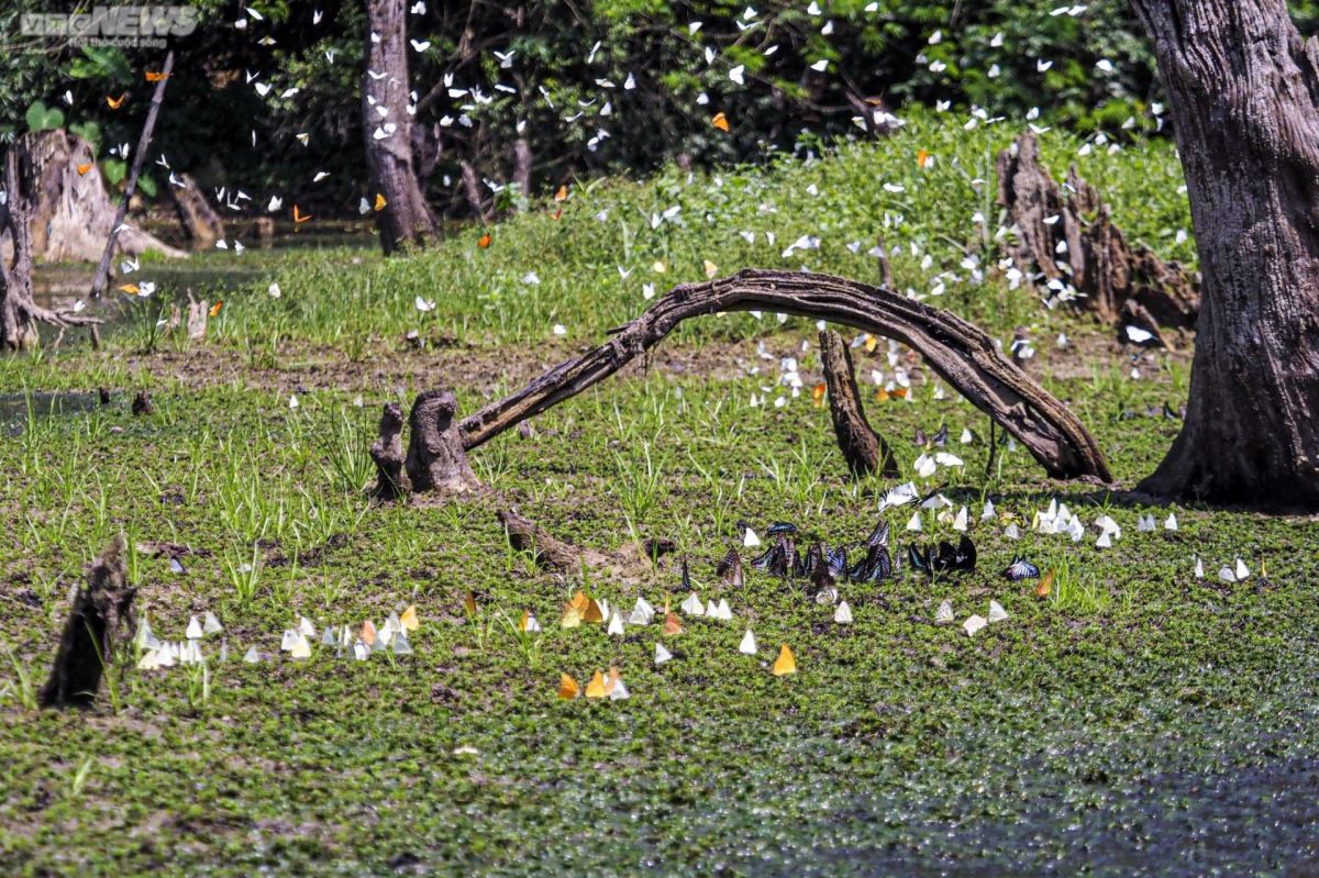 Chiêm ngưỡng hàng triệu cánh bướm bay rợp trời tại Vườn quốc gia Cúc Phương