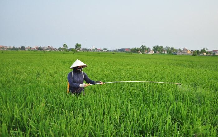 Nông dân Kim Sơn tập trung phòng trừ sâu bệnh cho lúa Đông Xuân