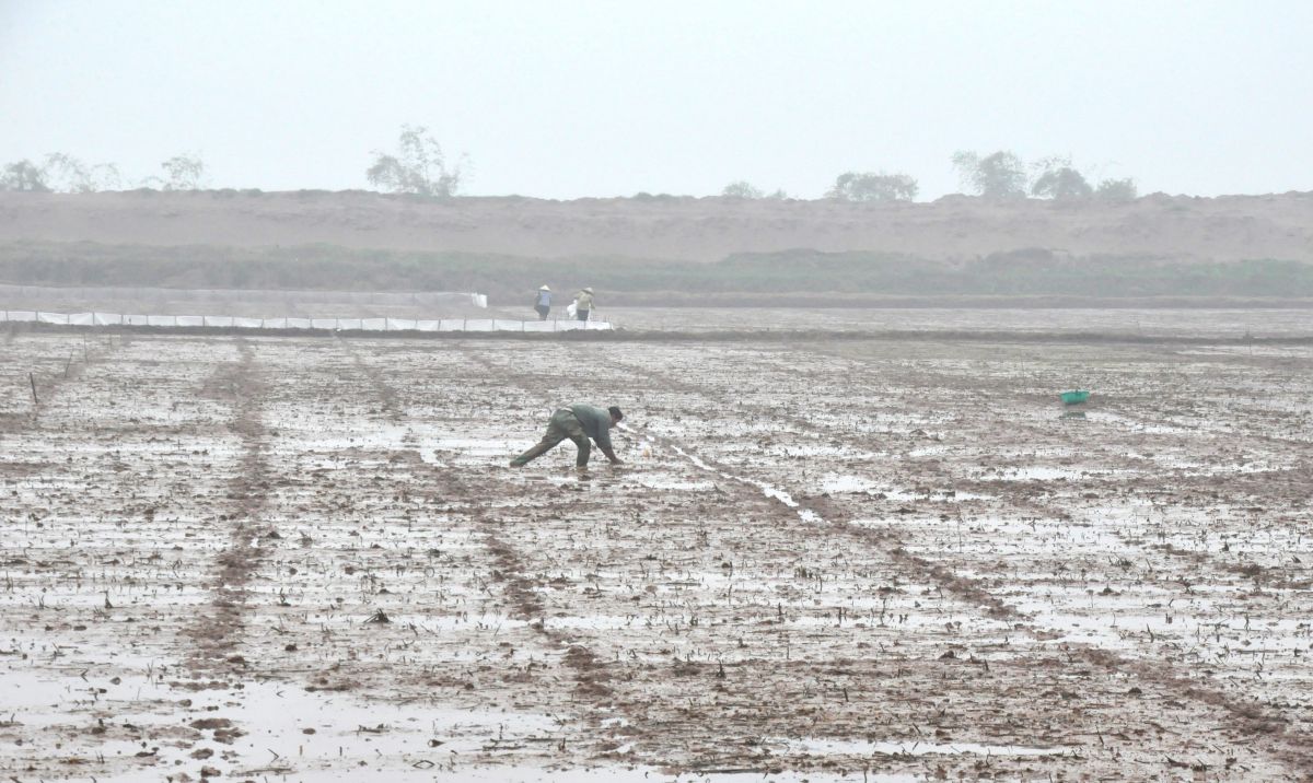 Kim Sơn gieo cấy đạt trên 80% diện tích lúa vụ đông xuân 2023- 2024
