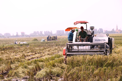 Ứng phó với bão số 7: Kim Sơn khẩn trương thu hoạch lúa mùa